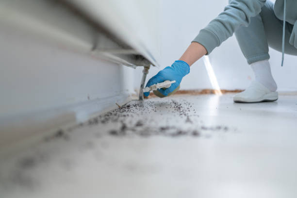 Best Affordable Pest Control Services  in Perry, LA